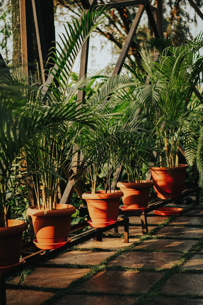 about-03 A tranquil outdoor setting with a row of vibrant potted palm plants in sunlight.