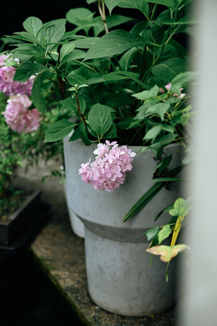 Pink hydrangeas blooming outside in a modern concrete planter, enhancing garden decor.